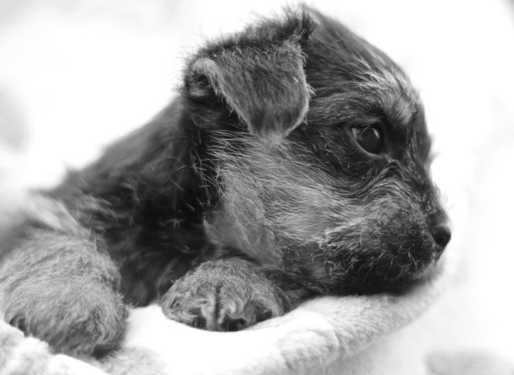 puppies 1st puppies from pip 1st litter puppies 1st puppies from pip 1st litter